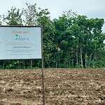 Bakal Panjang, PTPN X Selidiki Pengrusakan Lahan Di Tugusari