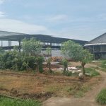 Gumukmas Diserbu Lalat Warga Minta Tutup Paksa Kandang Ayam